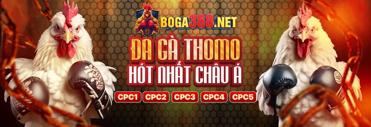Đá gà savan live kịch tính